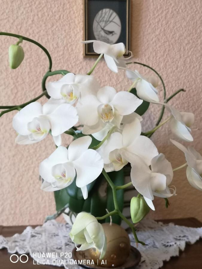 Dvinumajas Vintage B&B バルビ エクステリア 写真